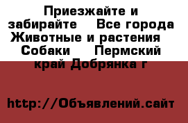 Приезжайте и забирайте. - Все города Животные и растения » Собаки   . Пермский край,Добрянка г.
